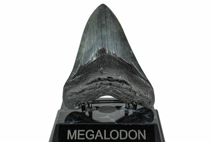 Fossil Megalodon Tooth - South Carolina #239815